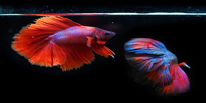 Best Betta Fish Toys That Help Your Fish Stay Active, Healthy and Happy