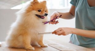 Dog Grooming- For the Health and Well-Being of your Pet