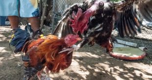 What Is Cockfighting? How Can A Bettor Conveniently Place A Bet On The Game Online?