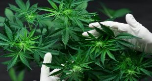 Medical Marijuana in QLD and Driving