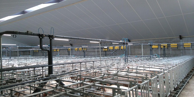 Agriculture Lighting: Improving Pig Productivity and Safety
