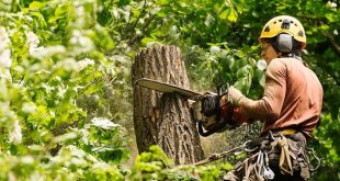The Importance Of Professional Tree Removal Services In Ottawa